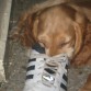 Bruno durmiendo los zapatos